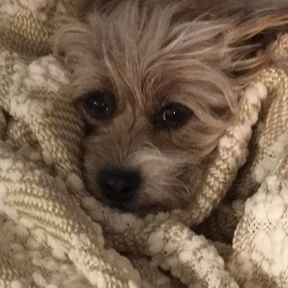 Meet your Posher, Karen